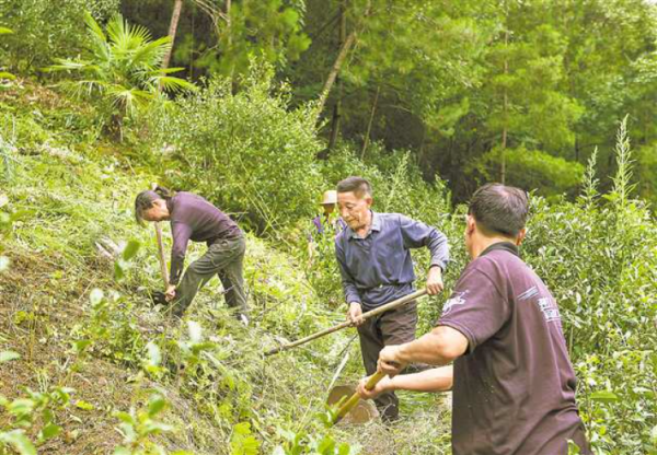 股莘配资 重庆开州：废弃茶林变宝贝 村民年挣4笔钱